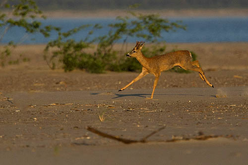 Kozioł sarny na plaży. Roe deer on a beach. fot. A&W Bilińscy