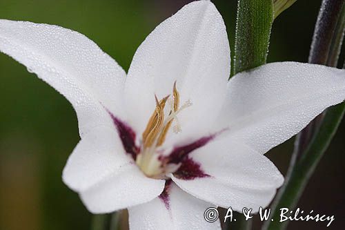 Acidantera dwubarwna - Acidanthera bicolor