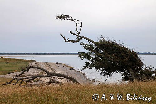 Aebelo, jałowiec smagany wiatrami, Kattegat, Dania