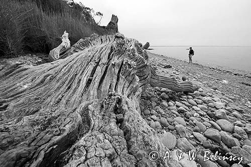 Aebelo, martwe drzewo na plaży, Kattegat, Dania