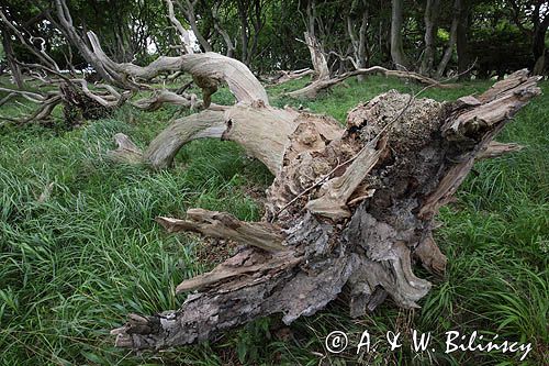 Wyspa Aebelo, martwe drzewo w lesie, Dania