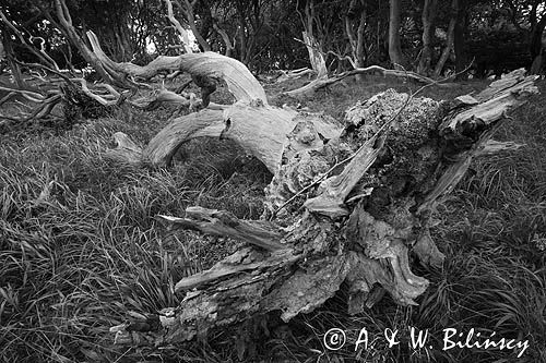 Wyspa Aebelo, martwe drzewo w lesie, Dania