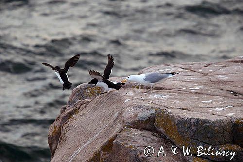 Alki, alka krzywonosa, Alca torda, mewa srebrzysta Larus argentatus