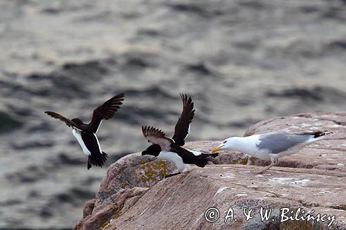 Alki, alka krzywonosa, Alca torda, mewa srebrzysta Larus argentatus