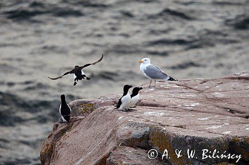 Alki, alka krzywonosa, Alca torda, mewa srebrzysta Larus argentatus