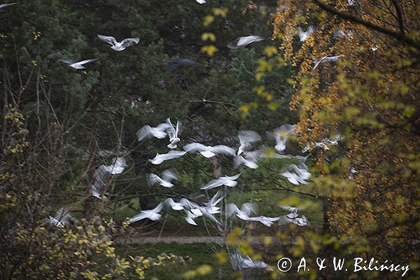 Warszawskie Anioły, Mewa śmieszka, śmieszka, Chroicocephalus ridibundus