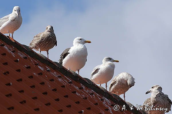 mewy oczekujące na resztki rzucane z kutra w Aarsdale, Bornholm, Dania