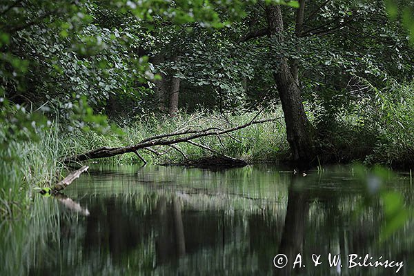 Rzeka Babant, Mazury