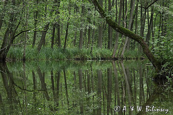 Rzeka Babięcka Struga, Mazury