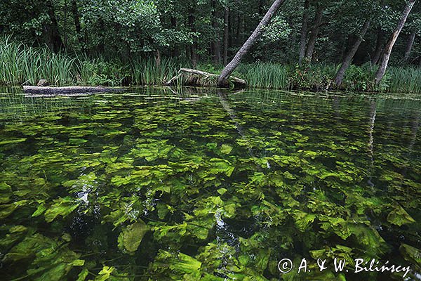 Rzeka Babięcka Struga, Mazury