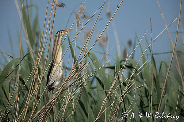 Bączek, Ixobrychus minutus, samiec