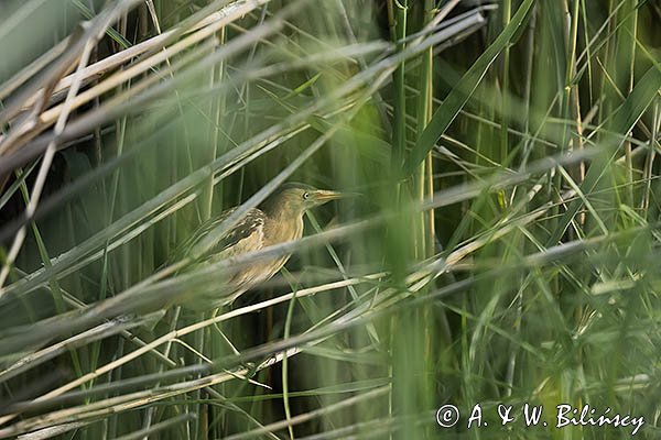 Bączek, Ixobrychus minutus, samica