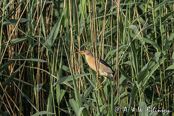 Bączek, Ixobrychus minutus, samiec