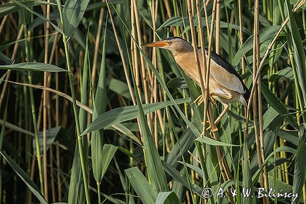 Bączek, Ixobrychus minutus, samiec