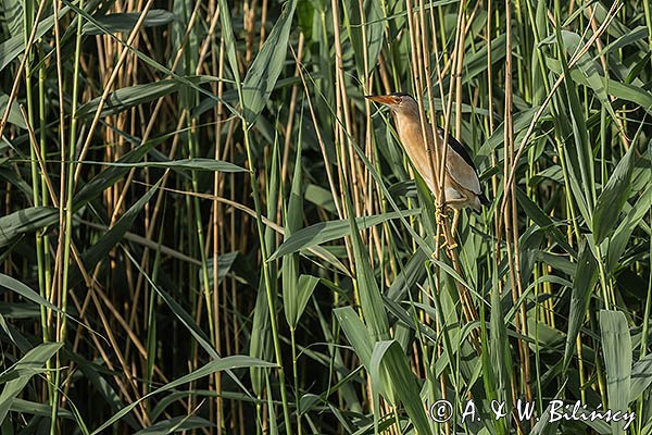 Bączek, Ixobrychus minutus, samiec