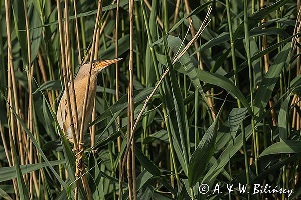 Bączek, Ixobrychus minutus, samiec