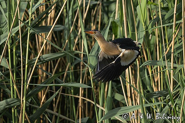 Bączek, Ixobrychus minutus, samiec