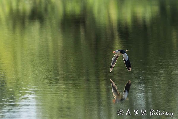 Bączek, Ixobrychus minutus, samiec