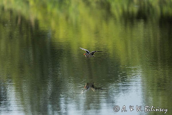 Bączek, Ixobrychus minutus, samiec