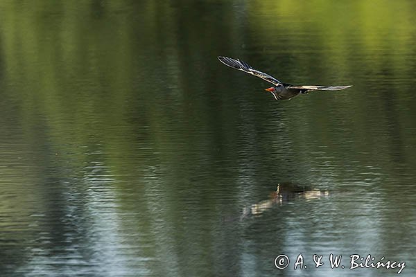 Bączek, Ixobrychus minutus, samiec