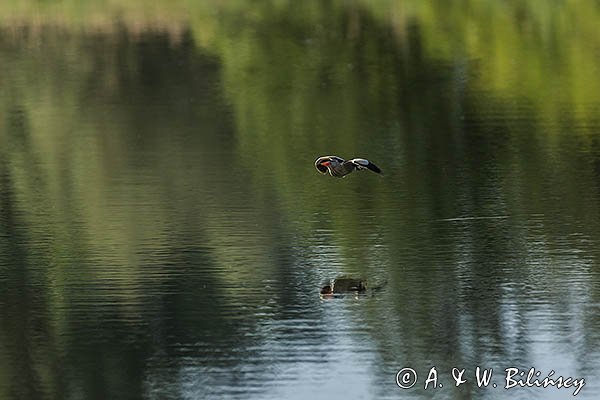 Bączek, Ixobrychus minutus, samiec