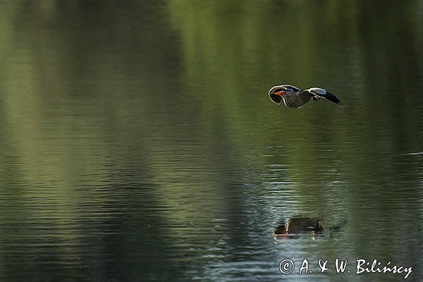 Bączek, Ixobrychus minutus, samiec