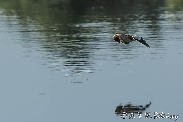 Bączek, Ixobrychus minutus, samiec