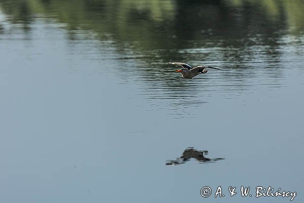 Bączek, Ixobrychus minutus, samiec