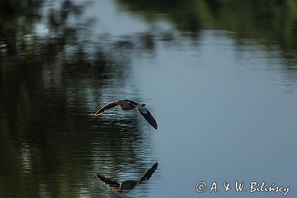 Bączek, Ixobrychus minutus, samiec