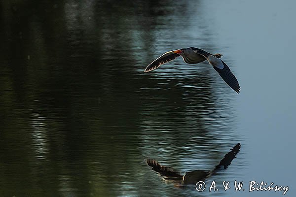 Bączek, Ixobrychus minutus, samiec