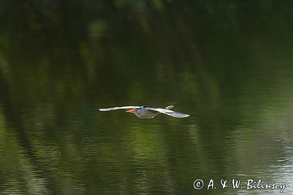 Bączek, Ixobrychus minutus, samiec