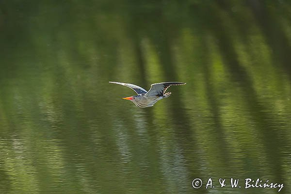 Bączek, Ixobrychus minutus, samiec