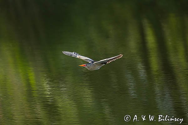 Bączek, Ixobrychus minutus, samiec