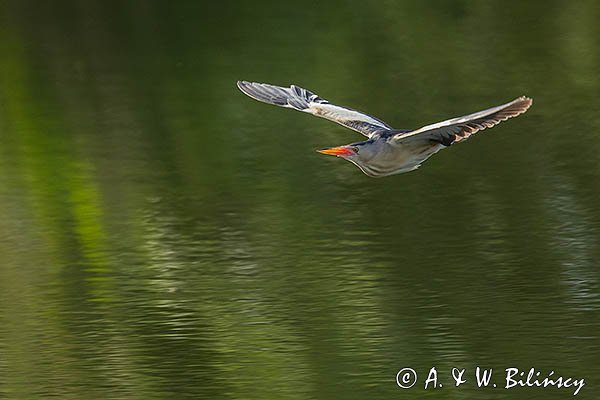 Bączek, Ixobrychus minutus, samiec