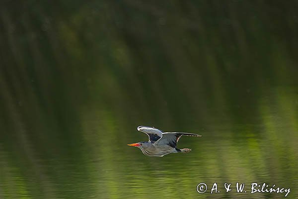 Bączek, Ixobrychus minutus, samiec