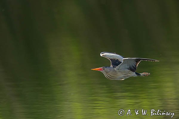 Bączek, Ixobrychus minutus, samiec