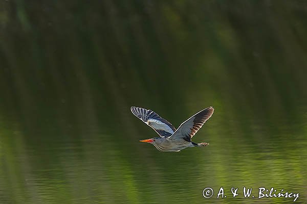 Bączek, Ixobrychus minutus, samiec