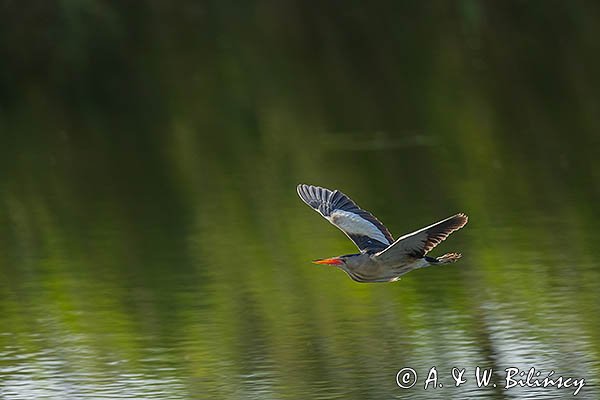 Bączek, Ixobrychus minutus, samiec