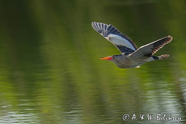 Bączek, Ixobrychus minutus, samiec