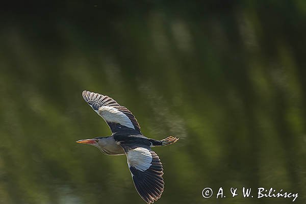 Bączek, Ixobrychus minutus, samiec