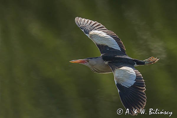 Bączek, Ixobrychus minutus, samiec