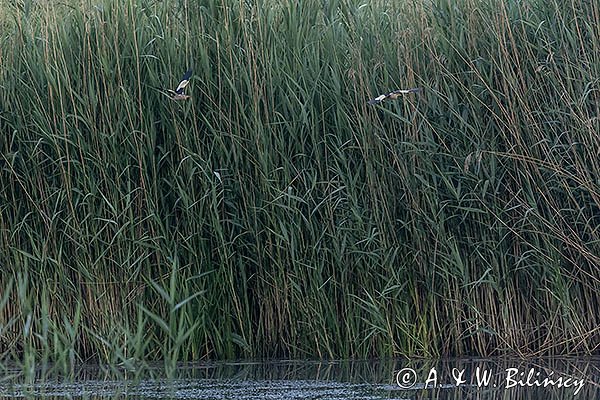 Bączek, Ixobrychus minutus, samiec