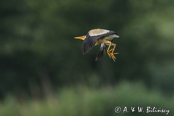 Bączek, Ixobrychus minutus, samiec