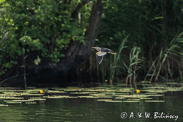 Bączek, Ixobrychus minutus, samiec