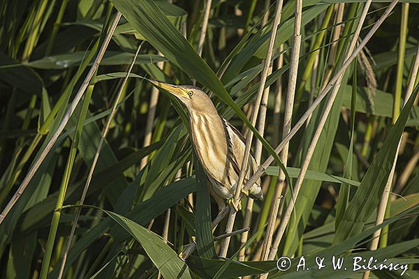 Bączek, Ixobrychus minutus, samica