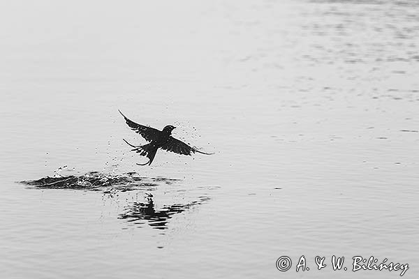 Jaskółka dymówka, Hirundo rustica