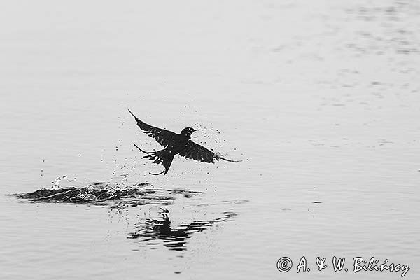 Jaskółka dymówka, Hirundo rustica