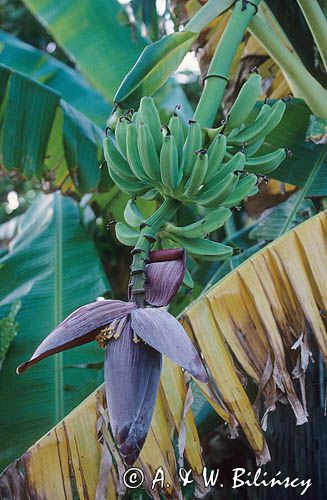 Banan właściwy, bananowiec, Małe Antyle, Karaiby, Musa paradisiaca