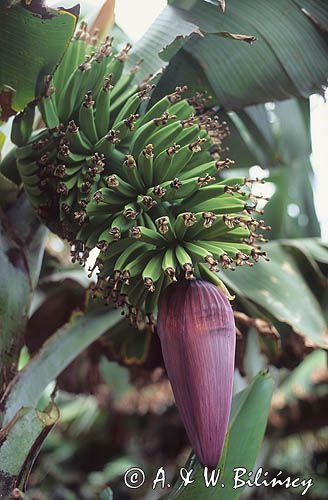Banan właściwy, bananowiec, Małe Antyle, Karaiby, Musa paradisiaca