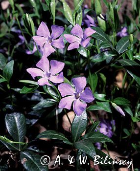 barwinek Vinca minor